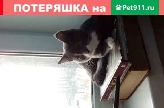 Пропала кошка в Ачинске, Красноярский край