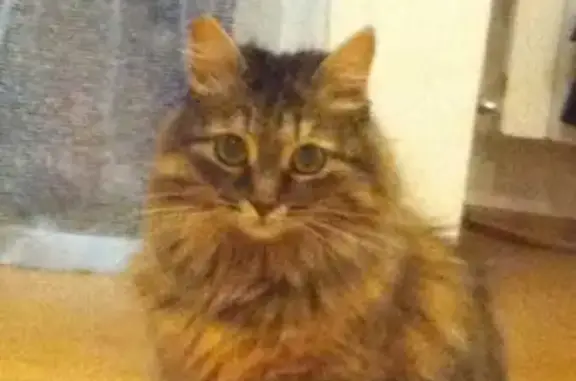 Пропала сибирская кошка с зелёным ошейником в Казани