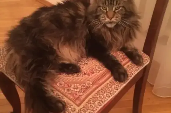 Пропала кот Мейкун в Казани, Приволжский район.