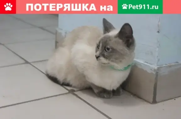 Найдена кошка в зеленом ошейнике: Томашевский тупик, 3