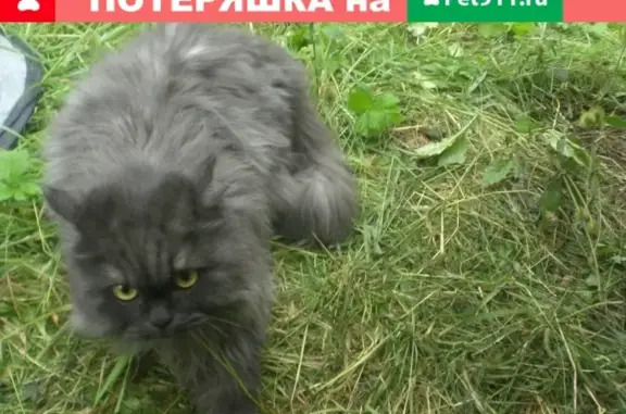 Пропала кот Виля в Еланде, Чемальский район, Алтай.