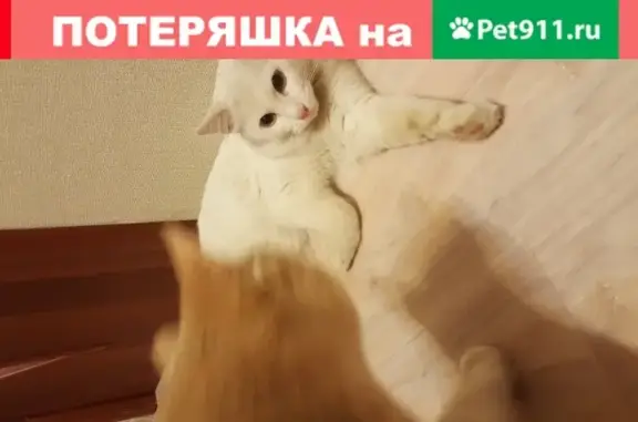 Найден кот на ул. Петрозаводской 38 в Сыктывкаре