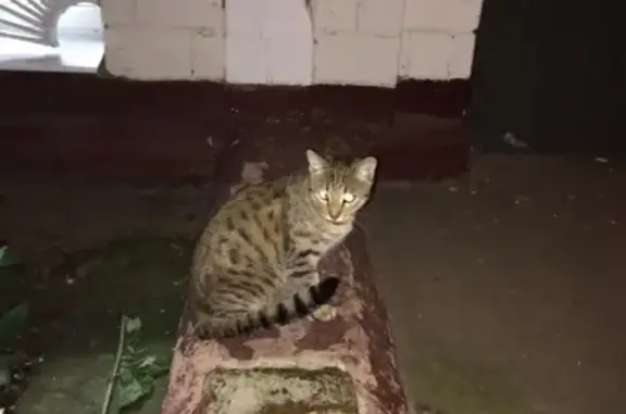 Найдена кошка в Восточном Измайлово