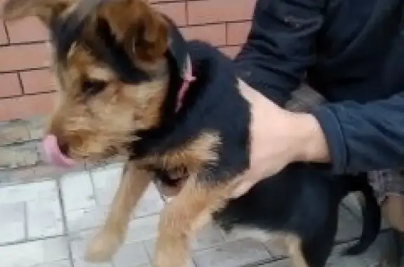Найдена собака в Зубчаниновке на Аэропорт. шоссе