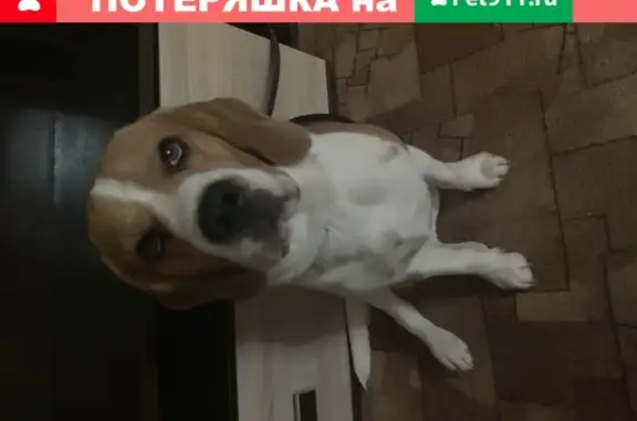 Пропала собака Честер в Городе Владимире
