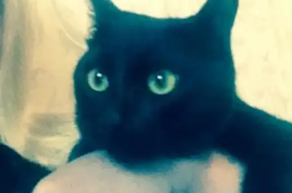 Пропал черный кот в п. Сокур, Новосибирск