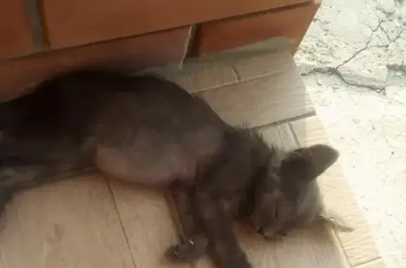 Пропал котенок Миша на Ленинградской улице в Староминской.