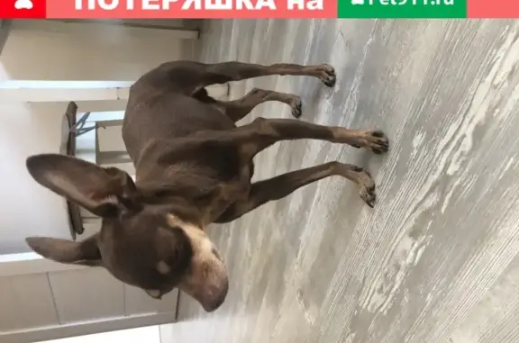 Собака найдена в Апрелевке у заправки Газпромнефть