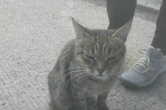 Пораненая кошка возле ТЦ Николаевский