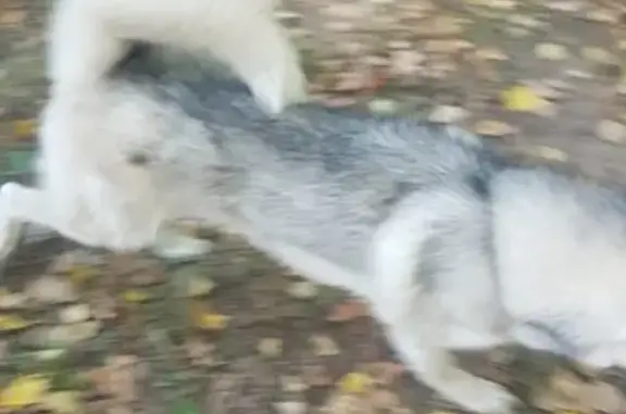 Найдена собака в Лагерном саду, голубой и карий глаза