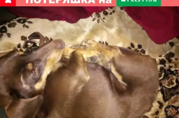 Собаки потеряшки, Нижний Новгород, фото: Потеряшка собака Кекс в Нижнем Новгороде