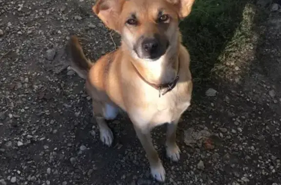 Найдена рыжая собака в Мичуринском