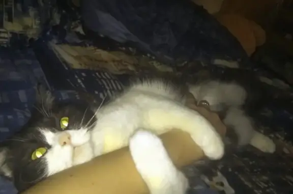 Пропала кошка Мася, Кировский район, Самара