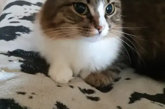 Кошки потеряшки, Ижевск, фото: Потеряшка кошка Аврора в Ижевске, 30 лет Победы, 47а.