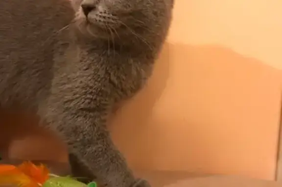 Найден британский котенок в Борисенко, ищу хозяев