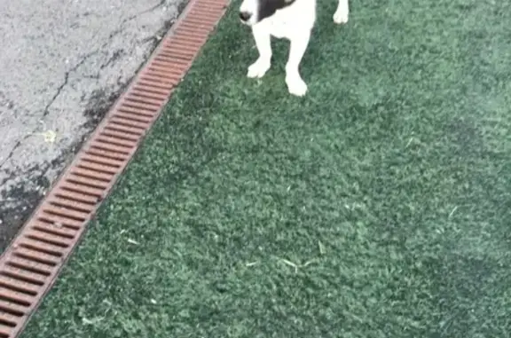 Найдена собака на стадионе за парком Солнечный ветер в Барнауле