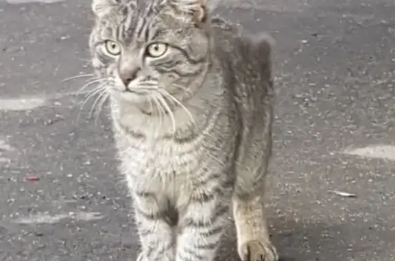 Найден котик в черном ошейнике на Рабочем поселке, Иваново