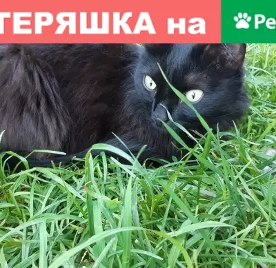 Пропала черная кошка в Томске