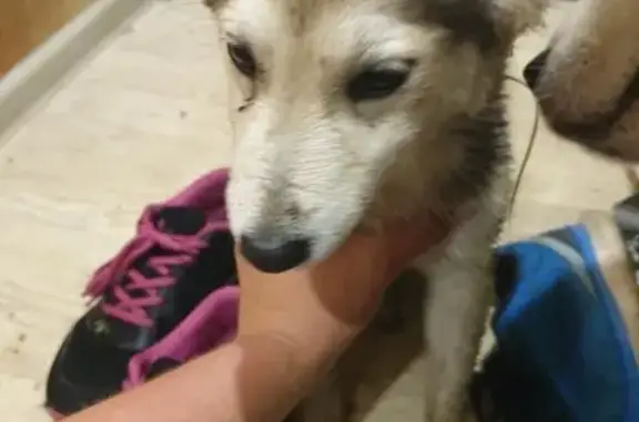 Найдена собака в Ново-Ленино, Иркутск