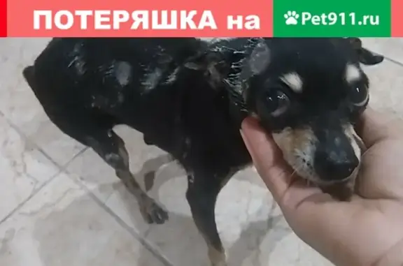 Найдена собака в Новороссийске