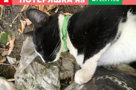Найдена кошка с зелёным ошейником в Реутове