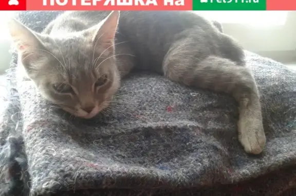 Найден котенок на бульваре Львовском 8 в Львовском районе