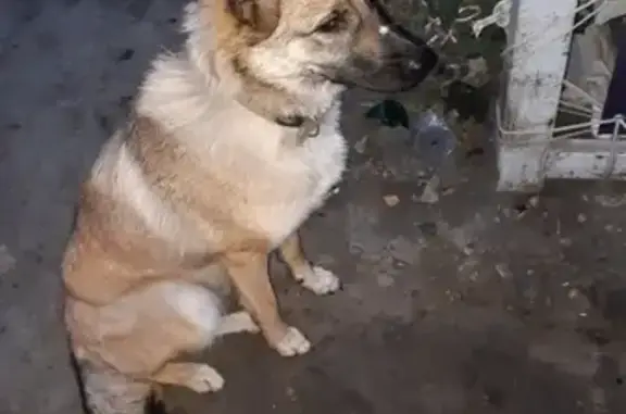 Найдена собака в Красноярске, нужна передержка!