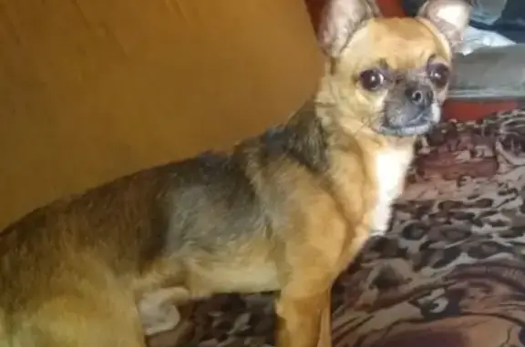 Найдена собака в Коломне, ищет свою семью