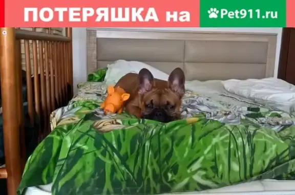 Пропала собака в Белоусово, Жуковский район