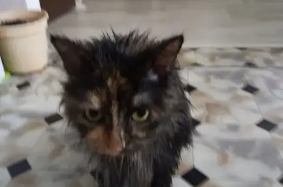 Пропала кошка в Кондопоге, нужна помощь!