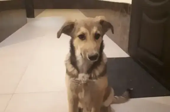 Собака найдена в жк Николин Парк, Москва