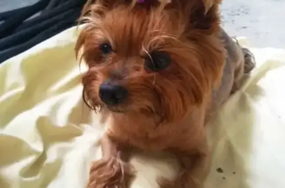 Собаки потеряшки, Белгород, фото: Потеряшка собака в Белгороде, кличка 