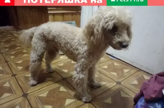 Найдена собака Пятигорск: пудель без ошейника