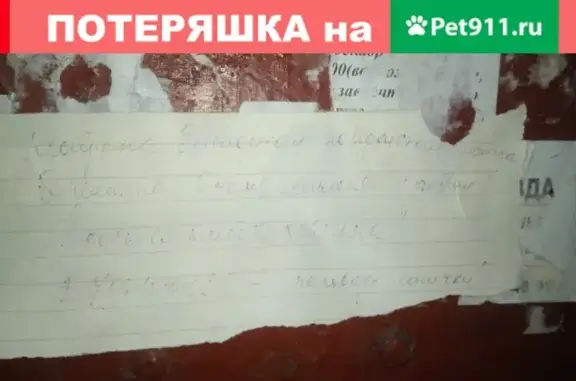 Найдена беременная кошка в доме 10, пр-т Хрущева
