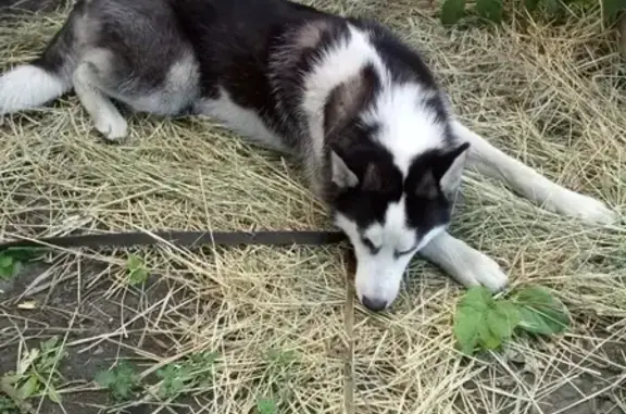Собаки потеряшки, Нижний Новгород, фото: Потеряшка собака в Нижнем Новгороде, окрас черно-белый, кличка Джина, возраст 1 год 8 мес, звонить по телефонам.