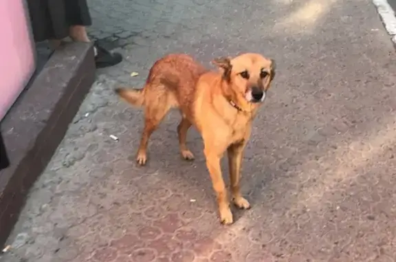 Потерянная рыжая собака на остановке 