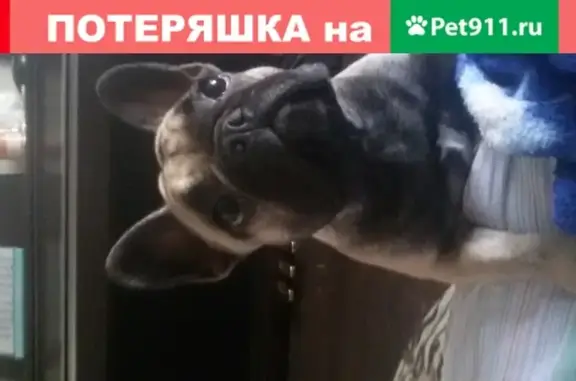Найдена собака на ул. Дзержинского, Вологда