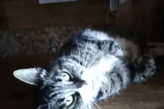 Найдена стерилизованная кошка в СПб и ЛО - ищет новых хозяев!