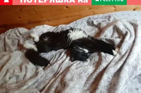 Кошки потеряшки, Москва, фото: Потеряшка кошка в СНТ Столбищево, вознаграждение 10000 рублей.
