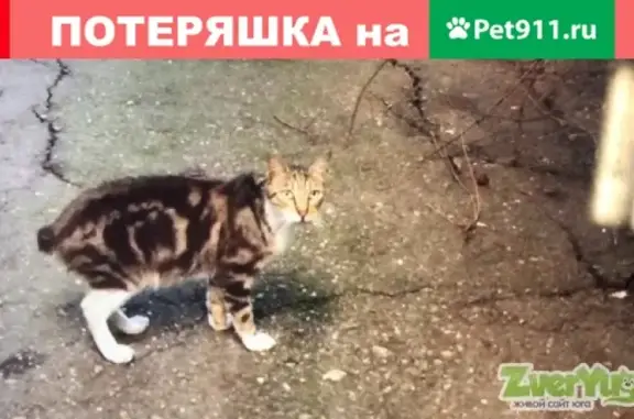 Найден котик на ул. Димитрова в Краснодаре