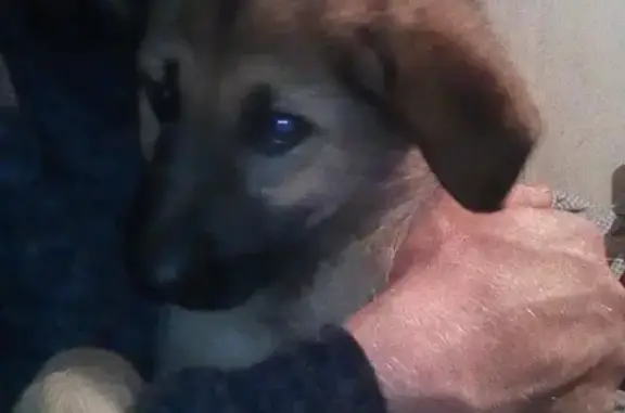 Найден щенок у остановки Казарова в Тюмени