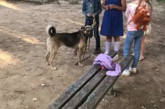 Найден добрый пёс с ошейником в Подольске