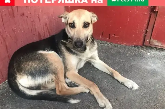 Найдена домашняя собака на улице Артамонова, Воронеж.