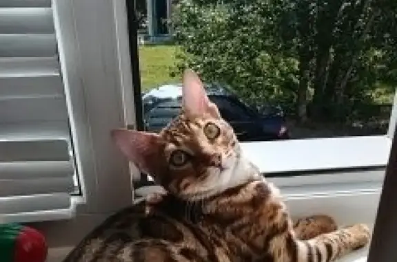 Кошки потеряшки, Нижневартовск (Тюменская обл. и Ханты-Мансийский АО), фото: Потеряшка кот бенгал, ул. Дружбы Народов д. 13, вознаграждение!