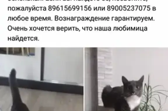 Пропала серо-белая кошка в Котельничском районе, Кировская область