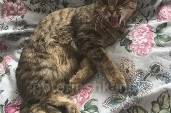 Кошки потеряшки, Новосибирск, фото: Потеряшка кошка Соня в Ленинском районе