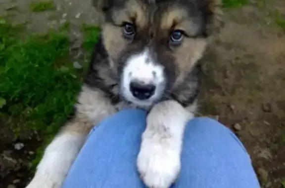 Пропала собака в Красноуфимске: щенок алабая, вознаграждение гарантировано!