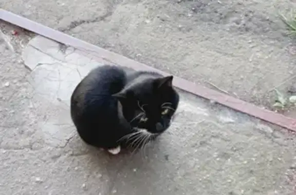 Найдена кошка на ул. Херсонская в Зюзино, Москва
