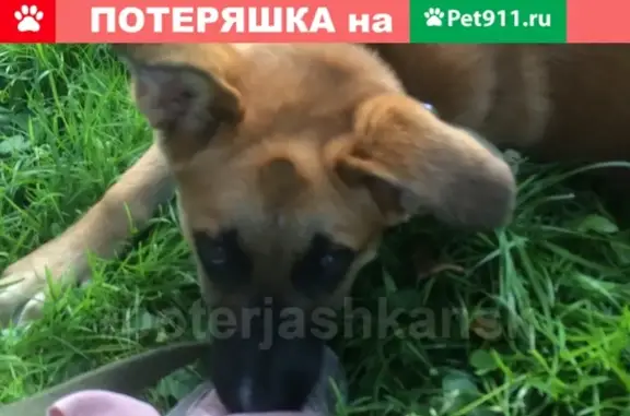 Пропала собака в Дзержинском районе, номер для связи ниже