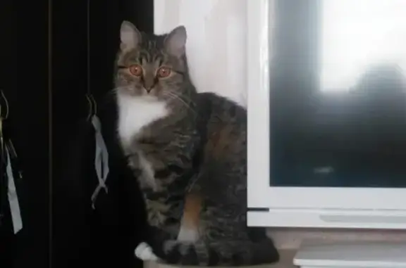 Пропала кошка Ксюша с дачи в Волоколамском районе